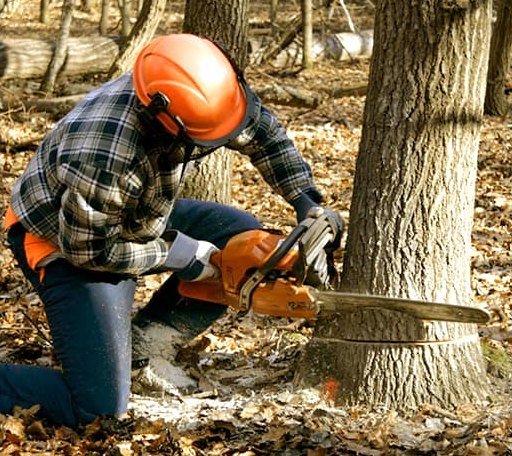 Tree Removal in Bradley, ME